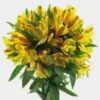 Yellow Alstroemeria -Flower Plants Sales 2024 00001B Alstroemeria Yellow