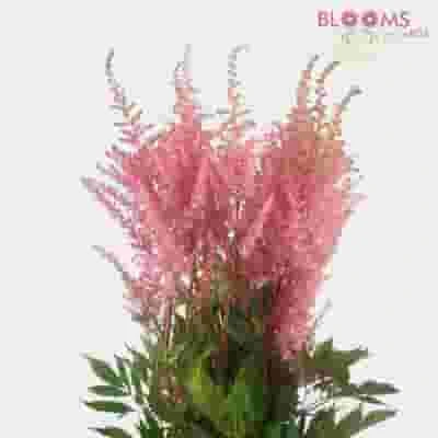 Astilbe Pink 3 Astilbe Pink