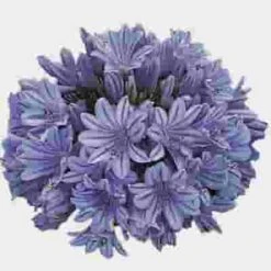 Gazebo Parts Direct Sales Store -Flower Plants Sales 2024 00003A Agapanthus Blue