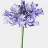 Agapanthus Blue Flowers By The Bunch
