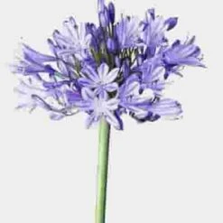 Gazebo Parts Direct Sales Store 22 Agapanthus Blue Flowers By The Bunch
