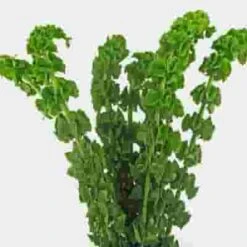 Bells Of Ireland Flowers