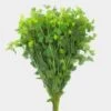 Bupleurum Flower 1 Bupleurum Flower -Flower Plants Sales 2024 00015A Bupleurum Flower