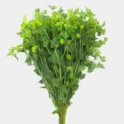 Bupleurum Flower