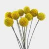 Craspedia Billy Balls -Flower Plants Sales 2024 00016A Craspedia Billy Balls