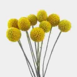Craspedia Billy Balls
