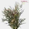 Calycinia Heather White 2 Calycinia Heather White -Flower Plants Sales 2024 00019 Calycinia Heather White
