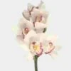 Cymbidium Mini White Flowers 2 Cymbidium Mini White Flowers -Flower Plants Sales 2024 00025A Cymbidium Mini White Flowers