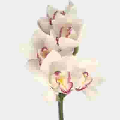 Cymbidium Mini White Flowers 3 Cymbidium Mini White Flowers