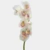 Cymbidium Orchid Spray White Flowers -Flower Plants Sales 2024 00026A Cymbidium Orchid Spray White