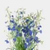 Delphinium Dark Blue Flower