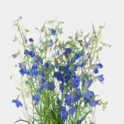 Delphinium Dark Blue Flower