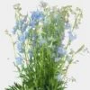 Delphinium Light Blue Flower -Flower Plants Sales 2024 00031A Delphinium Light Blue
