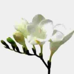 Freesia White Flower By The Bunch