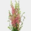 Pink Larkspur Flower 1 Pink Larkspur Flower -Flower Plants Sales 2024 00056A Larkspur Pink
