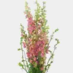 Pink Larkspur Flower