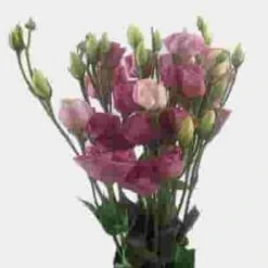 Pink Lisianthus Flower - By The Bunch