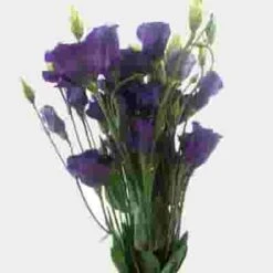 Purple Lisianthus Flowers - By The Bunch