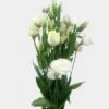 White Lisianthus Flower -Flower Plants Sales 2024 00061A White Lisianthus Flower