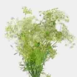 Queen Anne's Lace Flower