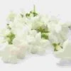 Stephanotis Flower -Flower Plants Sales 2024 00084A Stephanotis Flower