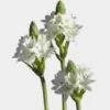 Star Of Bethlehem Flowers - Bulk