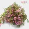 Wax Flower Pink -Flower Plants Sales 2024 00101 Wax Flower Pink