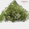 Wax Flower White -Flower Plants Sales 2024 00102 Wax Flower White