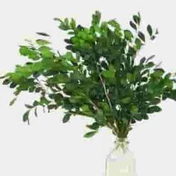 Coffee Foliage -Flower Plants Sales 2024 00107D Coffee Foliage