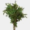 Eucalyptus Seeded Greens -Flower Plants Sales 2024 00109B Eucalyptus Seeded