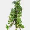 Ivy Variegated Greenery -Flower Plants Sales 2024 00118A Ivy Variegated Greenery