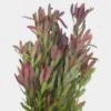 Leucadendron 2 Leucadendron -Flower Plants Sales 2024 00119A Leucadendron