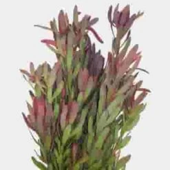 Leucadendron