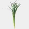 Lily Grass Green -Flower Plants Sales 2024 00120A Lily Grass Green