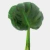 Monstera Greens -Flower Plants Sales 2024 00122A Monstera Greens