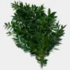 Nageia Nagi Greenery -Flower Plants Sales 2024 00124A Nageia Nagi