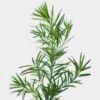 Podocarpus Greens -Flower Plants Sales 2024 00126 Podocarpus