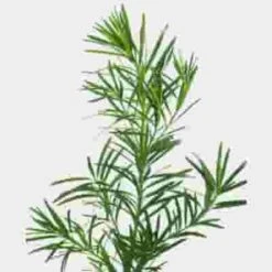 Podocarpus Greens