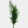 Italian Ruscus Green -Flower Plants Sales 2024 00129A Italian Ruscus Green