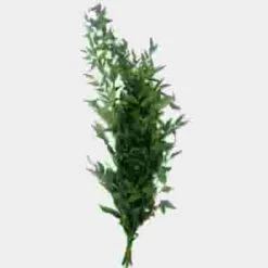Italian Ruscus Green