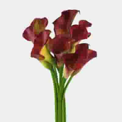 Calla Lily Mini Burgundy Flower 3 Calla Lily Mini Burgundy Flower