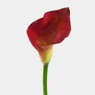 Calla Lily Mini Burgundy Flower 4 Calla Lily Mini Burgundy Flower - Image 2