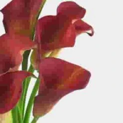 Calla Lily Mini Burgundy Flower 7 Calla Lily Mini Burgundy Flower -Flower Plants Sales 2024 00147E Calla Lily Mini Burgundy