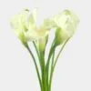 Calla Lily Mini White Flower 2 Calla Lily Mini White Flower -Flower Plants Sales 2024 00148C Calla Lily Mini White