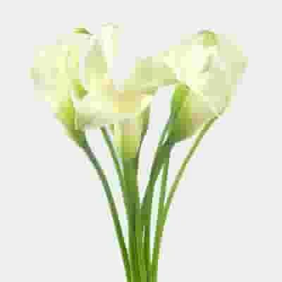 Calla Lily Mini White Flower 3 Calla Lily Mini White Flower