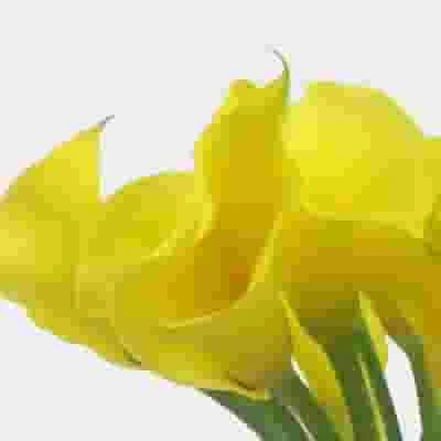 Calla Lily Mini Yellow Flower 4 Calla Lily Mini Yellow Flower - Image 2