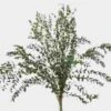 Eucalyptus Bonsai Greens -Flower Plants Sales 2024 00158B Eucalyptus Bonsai