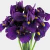 Iris Purple 1 Iris Purple -Flower Plants Sales 2024 00166A Iris Purple