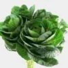 Kale Green 1 Kale Green -Flower Plants Sales 2024 00167A Kale Green