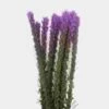 Liatris Purple 1 Liatris Purple -Flower Plants Sales 2024 00169A Liatris Purple